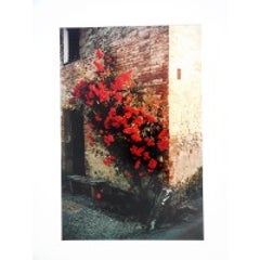 Tuscany, Roses Taverna d'Arbia, 1991 3
