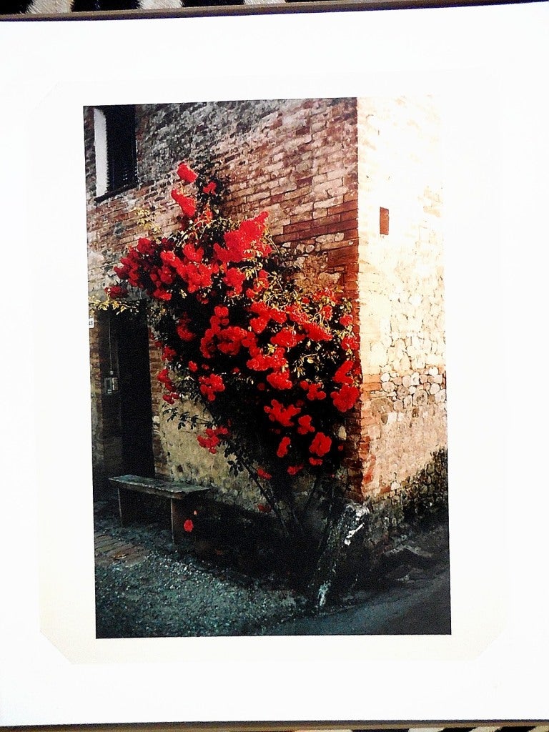 Tuscany, Roses Taverna d'Arbia, 1991 - Modern Photograph by Joel Meyerowitz