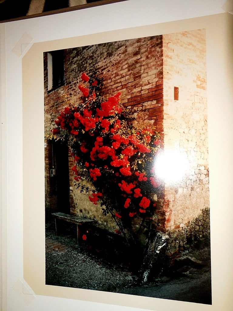 Tuscany, Roses Taverna d'Arbia, 1991 - Black Landscape Photograph by Joel Meyerowitz