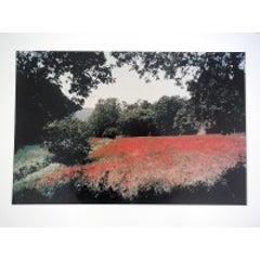 Tuscany, Field of Poppies, 1996 9