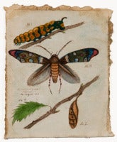 Microlepidoptera
