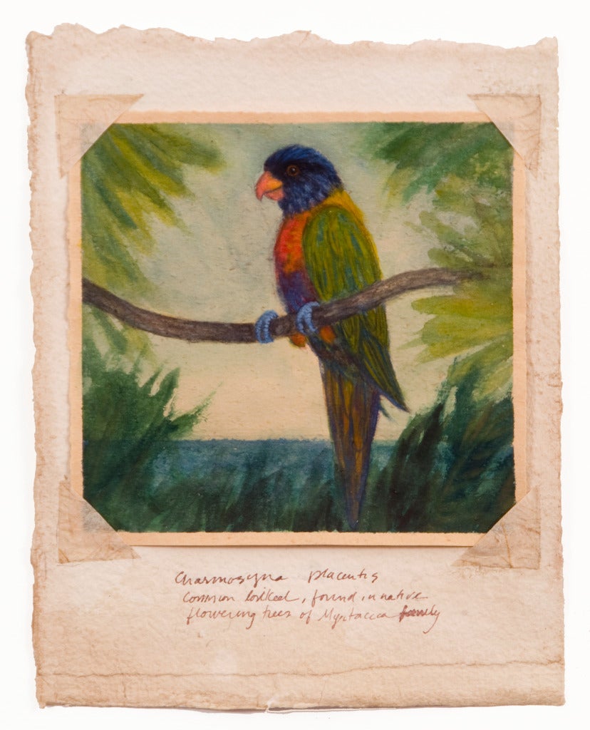 Common Lorikeet - Art by Ruth Bauer