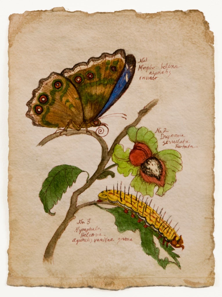 Morpho Belanor - Art di Ruth Bauer