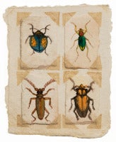 Beetles #2