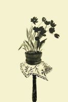 Black Tulips