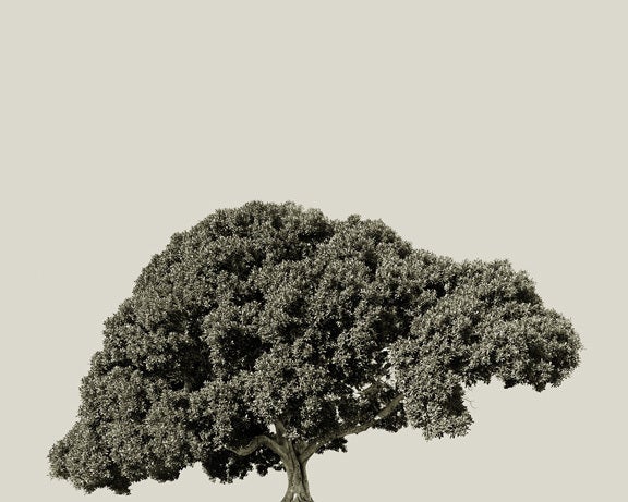 Amir Zaki Landscape Photograph - Tree Portrait 18