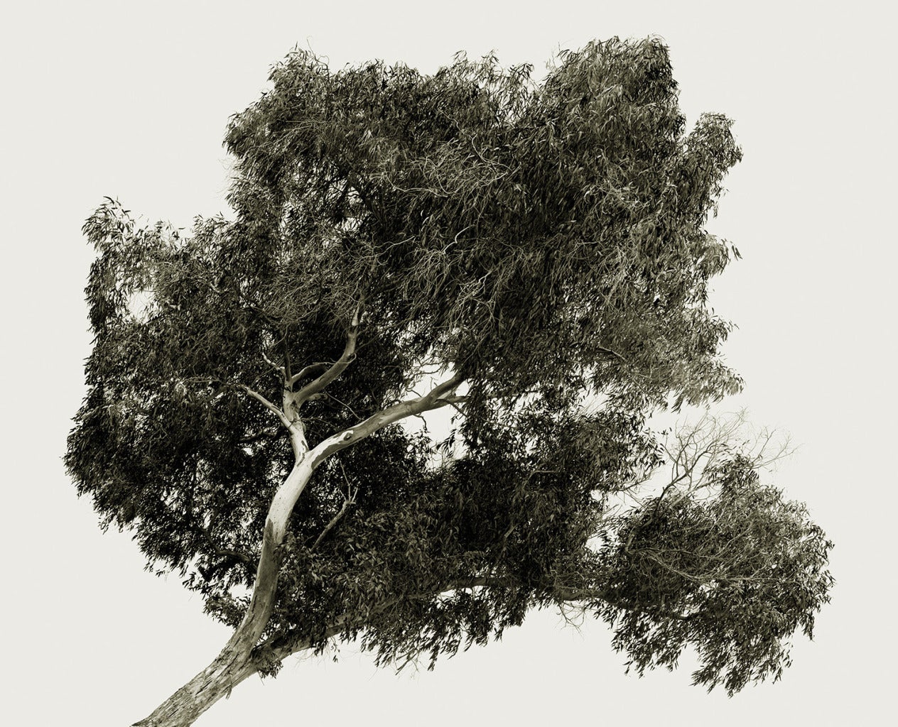 Tree Portrait 20 - Photograph by Amir Zaki