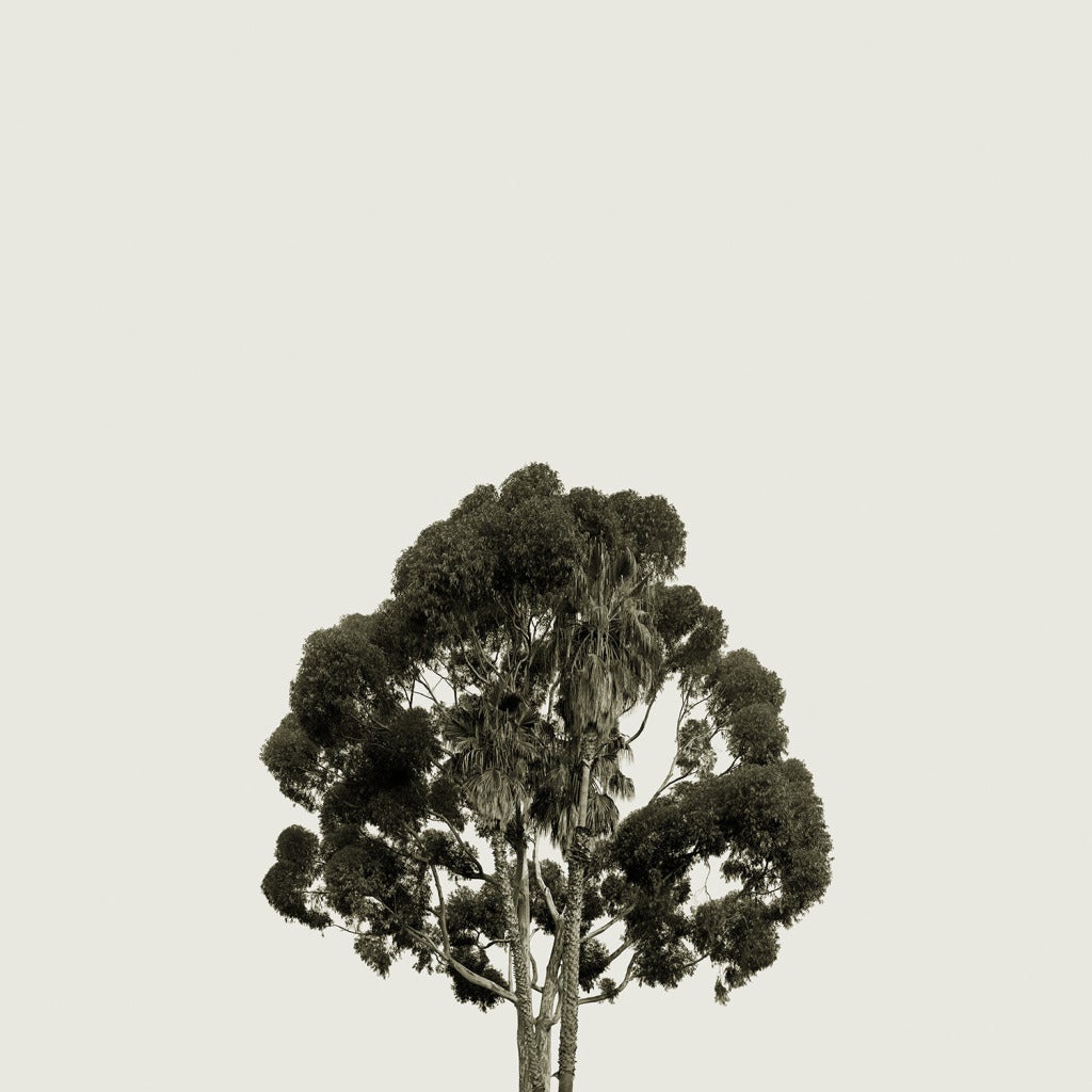 Amir Zaki Black and White Photograph - Tree Portrait 25