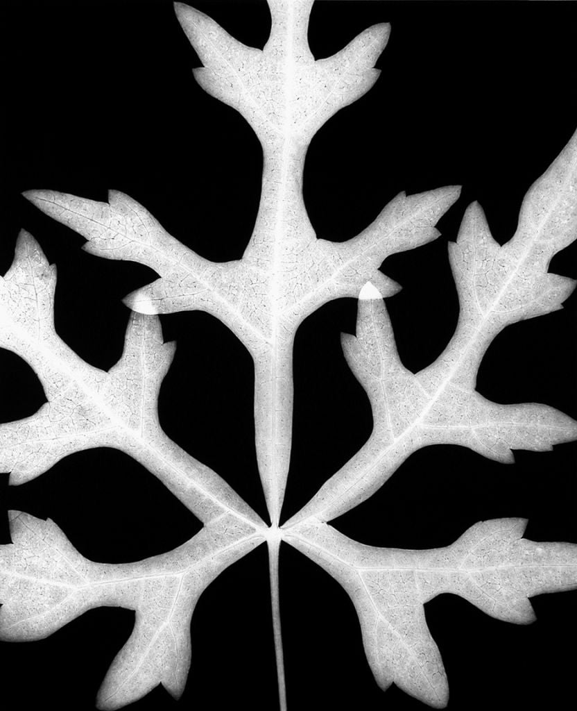 Leaf 4 1991 - Photograph by Amanda Means