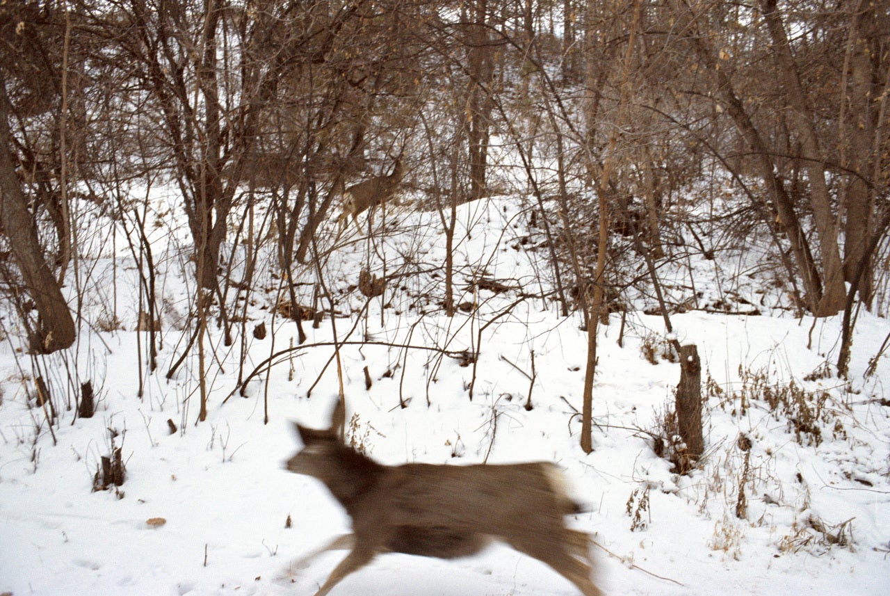 Rebecca Norris Webb Color Photograph - Mule Deer