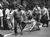 Policemen Use Police Dogs During Civil Rights Demonstrations, Birmingham Protests, May 1963