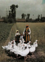 Goose Girls Tending Their Flock