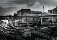 Memory of a Dog 8, 1982