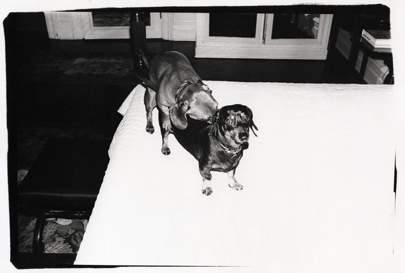 Andy Warhol Black and White Photograph - Amos and Archie (Andy's Dogs), 1978