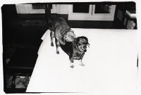 Amos and Archie (Andy's Dogs), 1978