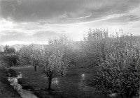 Apple Blossoms, Velarde, New Mexico, 1973