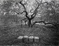Old Greening Apple Trees, Milton, New York, 1986