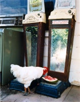 Rooster Eating Watermelon, 1986