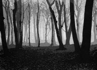 Woods in November, after Albert Renger-Patzsch