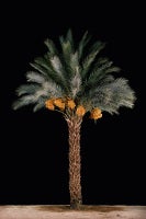 Tamar #3 (Date Palm)