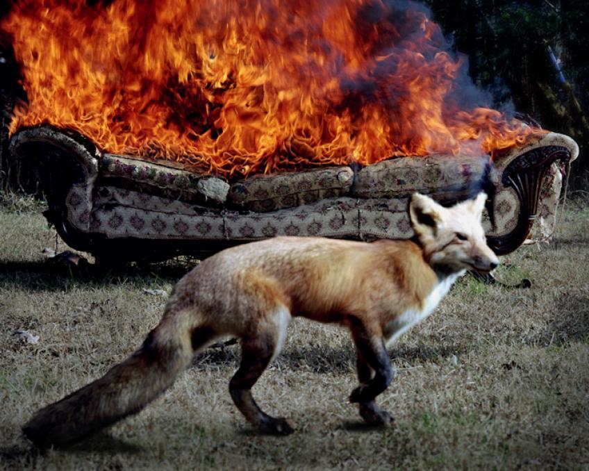 Jody Fausett Color Photograph - Fox, from Smoke From Another Fire Series, 2004