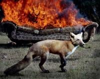 Fox, from Smoke From Another Fire Series, 2004