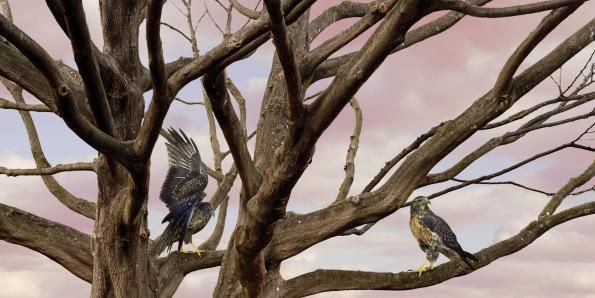 Todd Murphy Color Photograph - Untitled, Sovereign Tree (eagle branch with clouds)