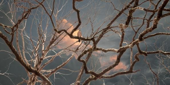 Todd Murphy Color Photograph - Untitled, Sovereign Tree (kestrel branches)