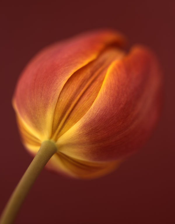 Ron van Dongen Color Photograph - Tulipa 'Flaming Parrot, ' 2008 (CSL247)