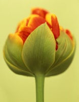 Tulipa 'Cilesta,' 2008 (CSL260) 3