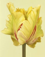 Tulipa 'Flaming Parrot' IV, 2009 (CSL411) 7