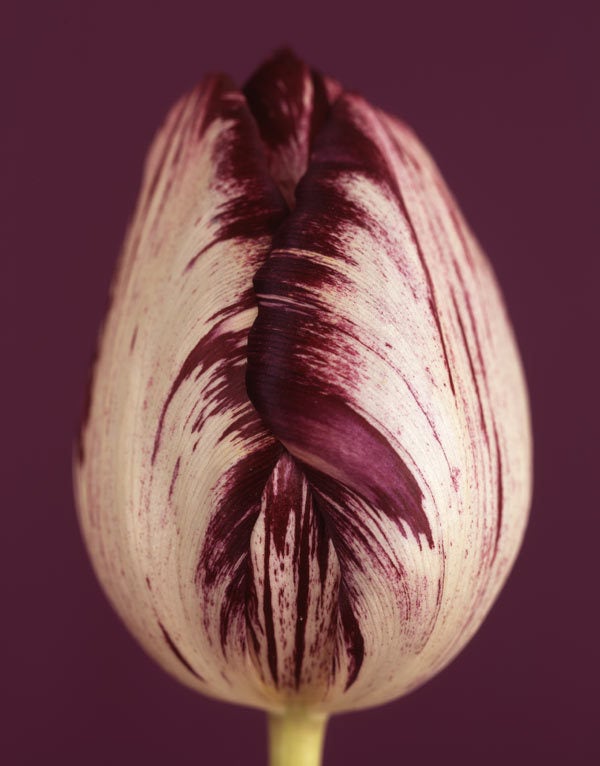 Ron van Dongen Color Photograph - Tulipa 'Insulinde' VIII, 2009 (CSL415)