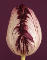 Tulipa 'Insulinde' VIII, 2009 (CSL415) 1
