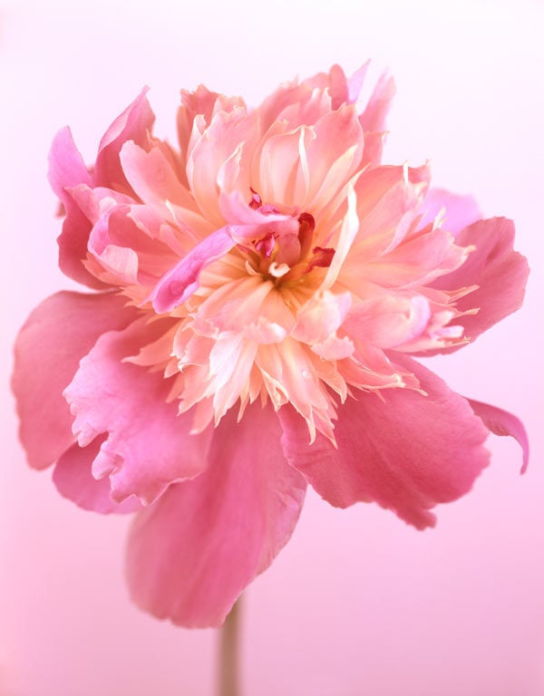 Ron van Dongen Color Photograph - Paeonia 'Cameo Rose, ' 2009 (CSL421)