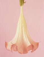 Brugmansia 'Mrs. Chambers, ' 2009 (CSL438)