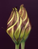 Eustoma grandiflorum, 2010 (CSL467)