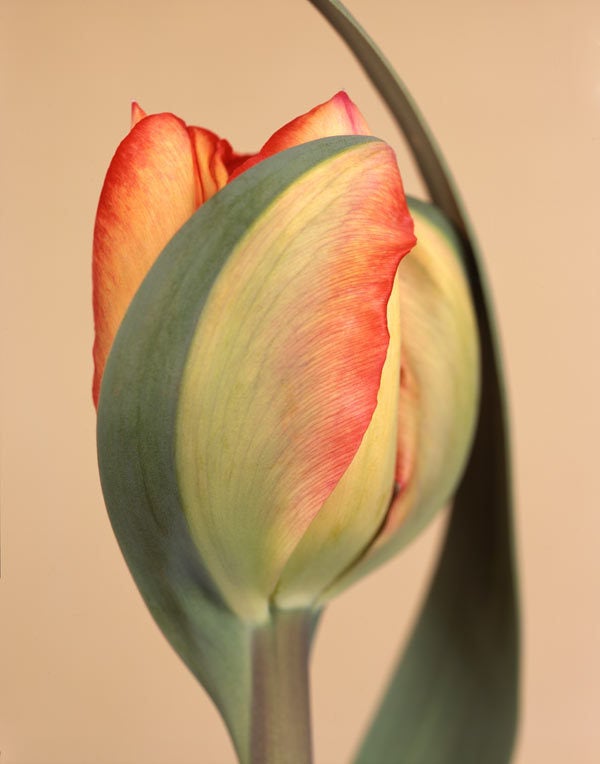 Ron van Dongen Still-Life Photograph - Tulipa 'American Dream, ' 2010 (CSL469)