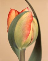 Tulipa 'American Dream, ' 2010 (CSL469)