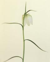 Fritillaria meleagris Alba, 2006 (CSL103) 12