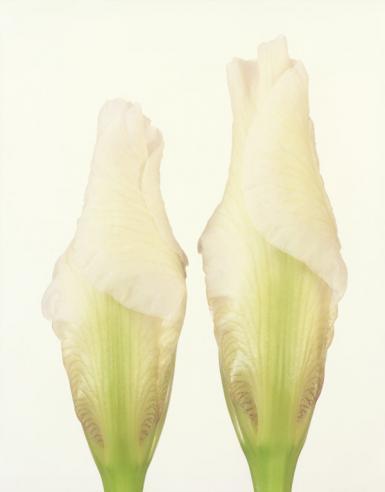 Ron van Dongen Color Photograph - Iris germanica, Bridal Veil, 2007 (CSL185)