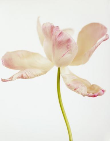 Ron van Dongen Color Photograph - Tulipa, Pink Parrot II, 2008 (CSL211)