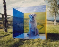 Untitled (Montana Dog) from the COLORSHAPE Series