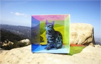 Untitled (Cat in Box) from the COLORSHAPE Series