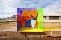 Untitled (Bunny Box) from the COLORSHAPE Series