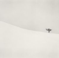Single Tree, Mita, Hokkaido, Japan, 2007