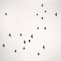 Eighteen Birds, Reggio Emilia, Italy, 2007