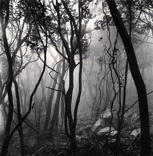 Landscape Photograph Michael Kenna - Gageo-do, Shinan, Corée du Sud, forêt enchevêtrée, 2012