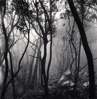 Michael Kenna - Mist Shrouded Forest, Gageo-do, Shinan, South Korea, 2012 Mist Shrouded Forest, Gageo-do, Shinan, South Korea, 2012