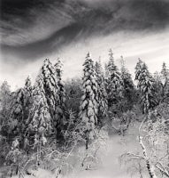 Snow Clad Trees, Heilongjiang, China, 2012