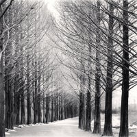 Michael Kenna - Alley of Trees, Damyang, Jeollanamdo, South Korea, 2012 Alley of Trees, Damyang, Jeollanamdo, South Korea, 2012